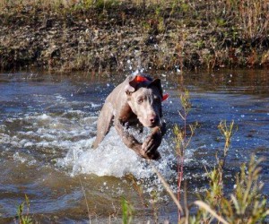 www.timberdoodleweims.net - Gallery- Puppy - 003